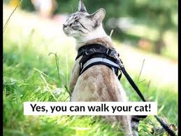 Jackson galaxy is a cat behaviorist and the host of animal planet's hit show my cat from hell. Yes You Can Walk Your Cat Harness Leash Train Your Cat With The True Adventurer Youtube