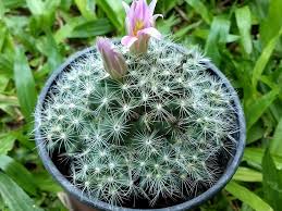 mammillaria bolli caespitosa cactus plants cactus flowers plants