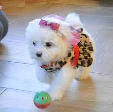 caesar maltese maltese puppy teacup puppies cute dogs