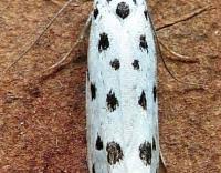 Image result for Ethmia dodecea