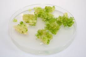 English Root Word: Calli-, Calo-, Cal, Kal- From Greek Kalos, Kallos,  Kallistos