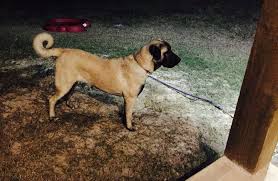 Cleo 7 Month Old Boz Kangal Puppy Puppies 7 Month Olds Animals