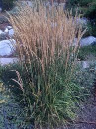 Ornamental grasses for zone 5. The 8 Best Ornamental Plants Grasses For Privacy Rhythm Of The Home