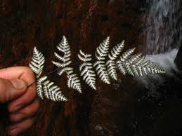 Image result for Aleuritopteris