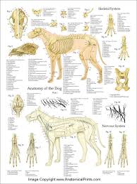 Dog Anatomy Laminated Poster Set Hayvan Bilimi At Bakimi Kopek