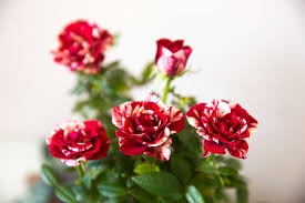 Maybe you would like to learn more about one of these? Kordana Miniature Rose Care And Growing Instructions