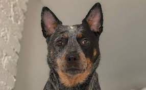 Australian Cattle Dog Breed Information Guide Quirks Pictures Personality Facts Barkpost