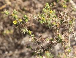 This plant has several other names such as phytolacca americana, dragon berries, american pokeweed, or poke sallet. Washington State Noxious Weed Control Board