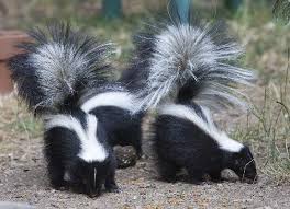Skunks Pay Visit To House And Enchant The Owner