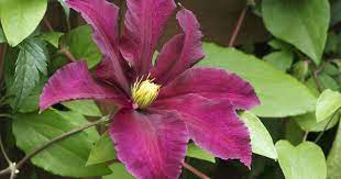We did not find results for: 10 Tips For Clematis Mygarden Com