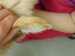 Image result for abscess dog's ear flap