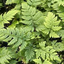 Image result for Polystichum sinense