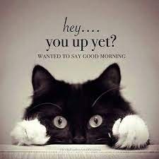 Good Morning Everyone Just Wanted To Say A Good Morning Have A Great Friday Blessing Maz Goodm Good Morning Meme Funny Good Morning Memes Good Morning Quotes