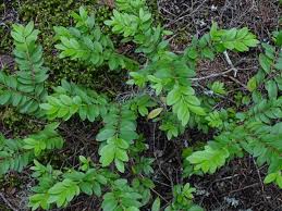 Image result for Clutia paxii