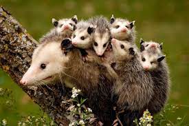 Opossum Oceana Conservation District