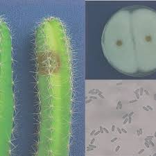 Start with a cactus segment that is approximately a foot long. A Dragon Fruit Plants Hylocereus Megalanthus Non Inoculated Plant Download Scientific Diagram