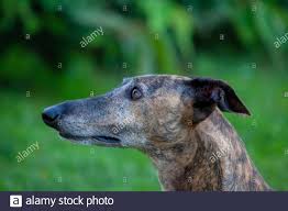 In deutschland ist er bereits seit dem 16. Springender Windhund Stockfotos Und Bilder Kaufen Alamy