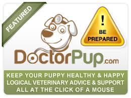 Teddy bear puppies for sale sarasota fl. Toy Teddy Bear Puppies For Sale In Florida Teddy Bear Breeder Tampa South Fl