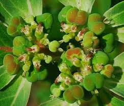 Image result for Euphorbia davyi