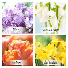 We did not find results for: Collage Of Beautiful Flowers With Names Stock Photo Picture And Royalty Free Image Image 91109323