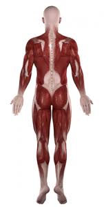 Do not lay in bed, will make spasms worse. Lower Back Muscle Spasm Treatment Causes Symptoms