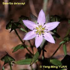 Image result for Swertia eminii