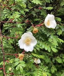 Image result for Catunaregam