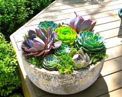 Designing with succulentshow to incorporate succulents and cacti into your garden design. 47 Succulent Planting Ideas With Tutorials Succulent Garden Ideas Balcony Garden Web
