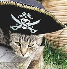 Helping you to find the best male cat names for your new kitty cat! 100 Movie Inspired Cat Names Disney Famous Colored Cat Names Excited Cats