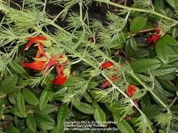 If you plan on growing parrot's beak for its blooms, keep in mind that they initiate flowers only when the plant experiences cool nights for an extended period of timeso they'll generally grow best in the spring and fall. Photo Of The Entire Plant Of Lotus Vine Lotus Amazon Sunset Posted By Joy Garden Org