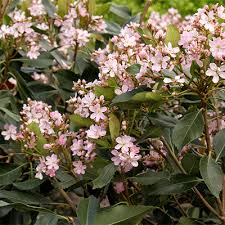 Maybe you would like to learn more about one of these? Fragrant Spring Flowering Privacy Hedges