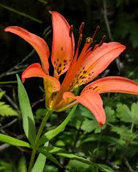 Indian flowers not only look pretty but their religious and cultural significance give the people of india an immense sense of pride. 100 Lily Flowers Varieties Names And Pictures Florgeous