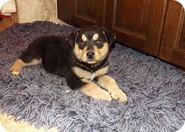 These are the kinds of dogs who are devoted to their owners, and become the centre of a loving home, where they will like to lay. Phoenix Az Rottweiler Meet Rascal A Pet For Adoption