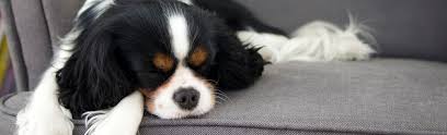 For pet hair on upholstery, start by vacuuming with the upholstery tool on your vacuum. How To Get Dog Hair Off Clothes Without A Lint Roller
