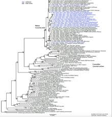 Image result for Cucumis quintanilhae