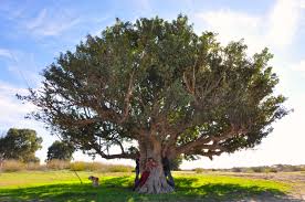 Ripe colorful pomegranate fruit on tree branch. Trees On Tu Bishvat Carob Israel Tours
