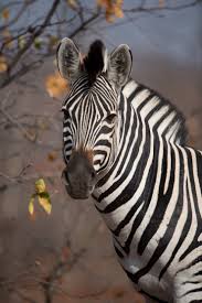 Image result for zebra