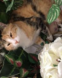 Kantinde Doguran Annenin Barinaga Gitmemesi Icin Aldim Kuzumu Animals Cats