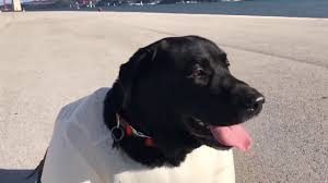 Check spelling or type a new query. Sumo Suit Wearing Dog Seeks A Sparring Partner Youtube