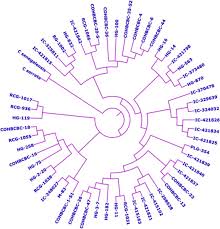 Image result for Cyamopsis serrata