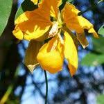 Image result for Senna macranthera