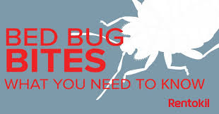 In this article, we answer that and diy pest control is typically ineffective whether you're driving yourself crazy by the thought of termites or lying awake thinking about bed bugs all night. Myth Busting Diy Bed Bug Treatment