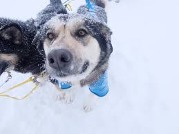 Happy sled dog