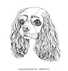 Black And Tan Cavalier With White Portrait Of The Cavalier King Charles Spaniel Vector Black And White Illustration Spaniel Art King Charles Dog Dog Sketch