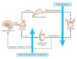 Hormone Therapy At Hudson Hematology Oncology Hho