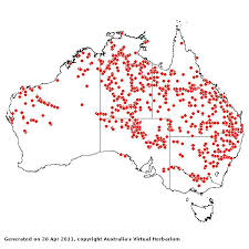 Image result for Eulalia polyneura