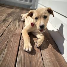 TOP 10 BEST Pet Sitting near Fleetwood, PA