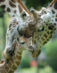 Family Animals Cute Animals Animals Wild