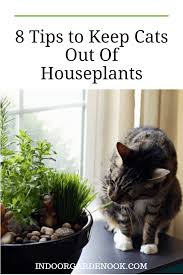 How To Keep Cats Out Of Houseplants Indoor Garden Nook Cat Plants Houseplants Indoor Garden Nook