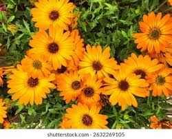Image result for foto Osteospermum